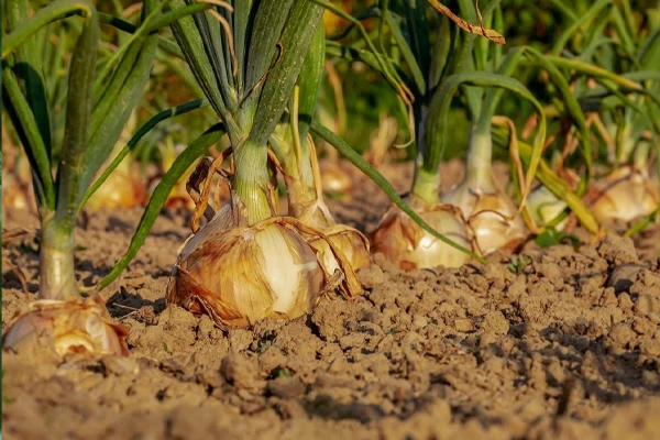 Cebolla